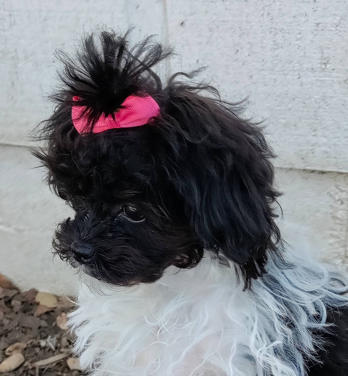 Pearl joined the competition — help win amazing prizes! art, canidae, carnivore, companion_dog, dog, dog_breed, dog_supply, fashion_accessory, fur, grass, hair, liver, magenta, plant, snout, sporting_group, tail, toy_dog, water_dog, working_animal