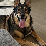 Axle joined the competition — help win amazing prizes! animal, cabinet, canine, carpet, dog, domestic, ears, floor, fur, german_shepherd, happy, house, indoor, laying_down, living_room, mammal, panting, pet, smiling, tongue_out