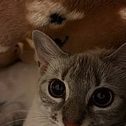 Vanilla joined the competition — help win amazing prizes! cat, cats, feline, pet, animal, close_up, portrait, wide_eyes, whiskers, ears, fur, fluffy, gray_cat, brown_cat, indoor, couch, relaxed, lying_down, cute, photography