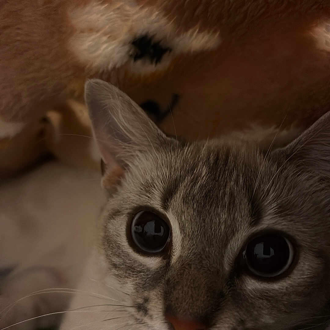 Vanilla joined the competition — help win amazing prizes! cat, cats, feline, pet, animal, close_up, portrait, wide_eyes, whiskers, ears, fur, fluffy, gray_cat, brown_cat, indoor, couch, relaxed, lying_down, cute, photography