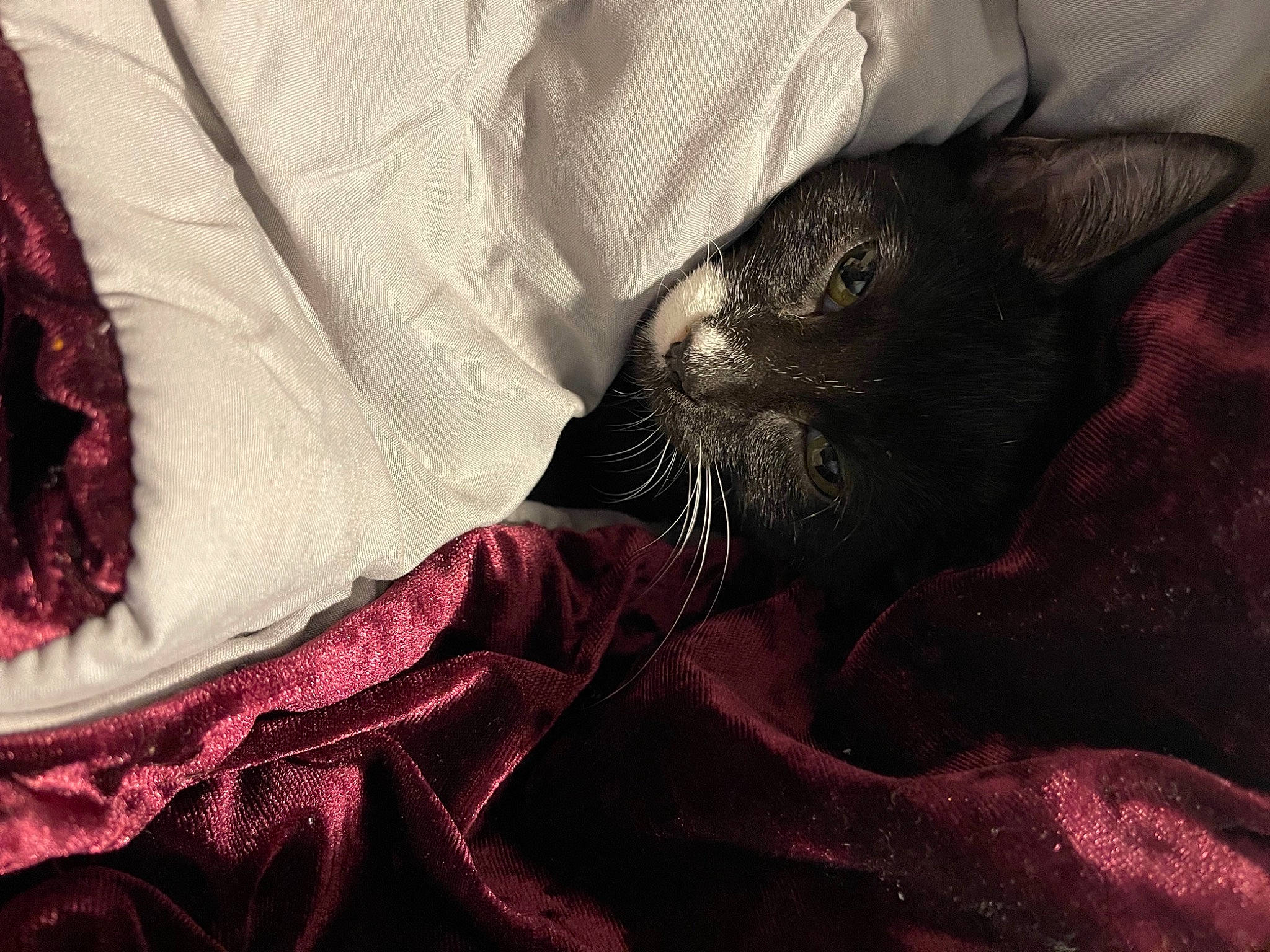 Hades joined the competition — help win amazing prizes! bed, bedding, black_cat, bombay, carmine, carnivore, cat, claw, comfort, domestic_short_haired_cat, felidae, fur, human_leg, linens, magenta, nap, paw, small_to_medium_sized_cats, tail, whiskers