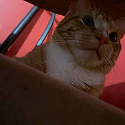 Leo joined the competition — help win amazing prizes! cat, orange_cat, white_fur, pet, indoor, furniture, curious, whiskers, close_up, animal, face, looking_up, warm_lighting, metal_rod, background, domestic, mammal, cute, fur, eyes