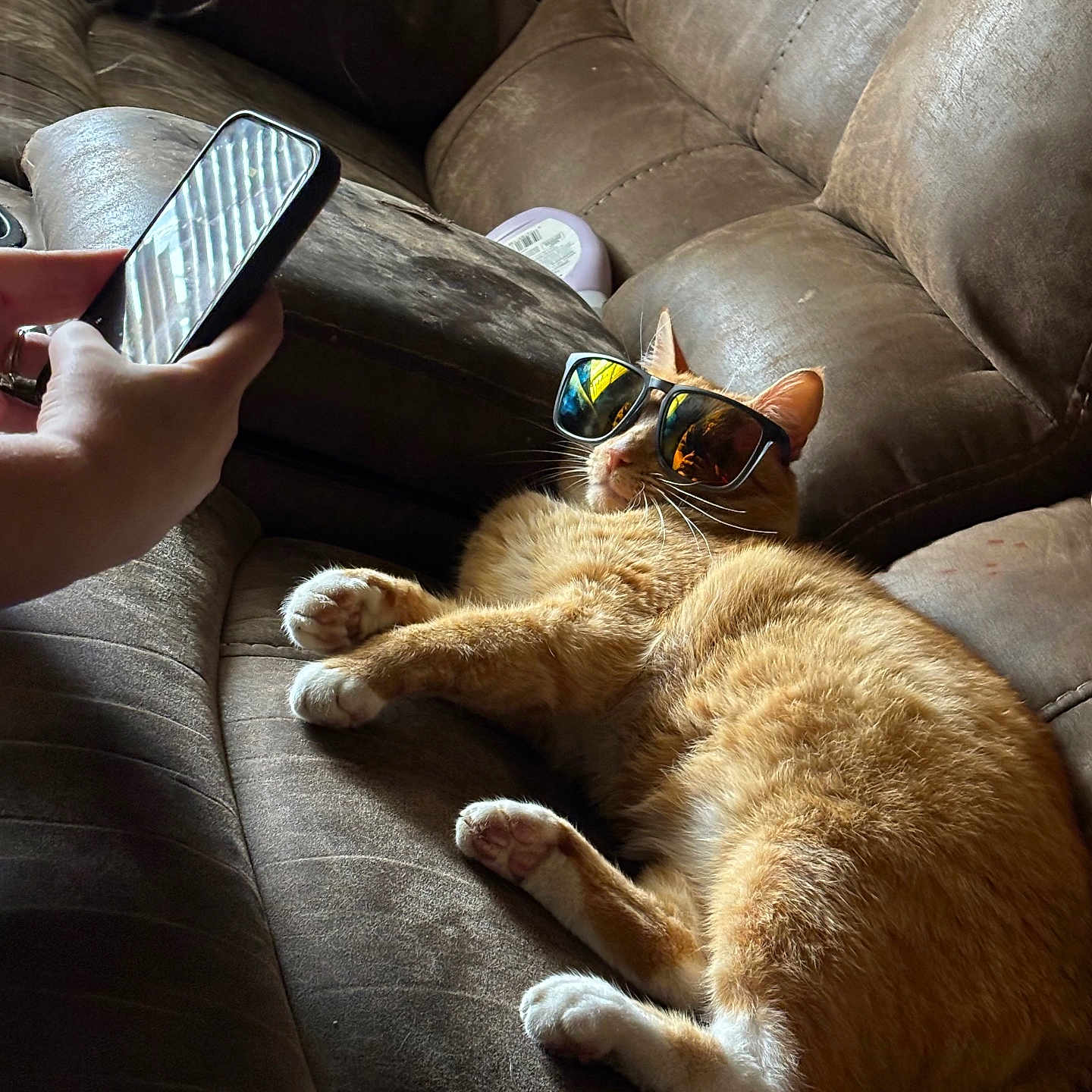 Leo is registered to the contest to win money with this photo: brown_couch, cat, comfortable, couch, domestic_animal, feline, fur, hand, household, indoor, leisure, orange_cat, paws, pet, phone, reflection, relaxing, resting, sunglasses, whiskers
