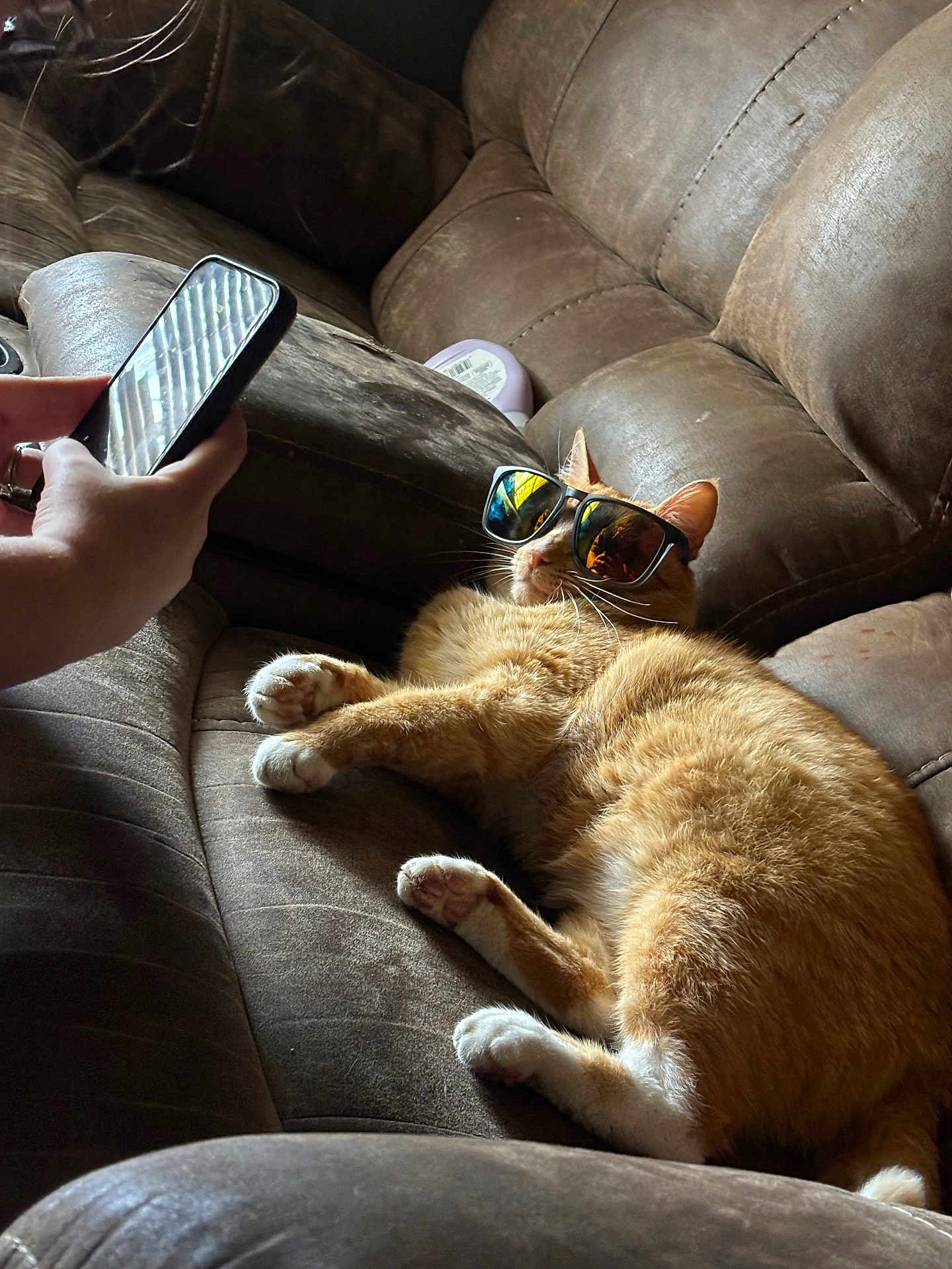 Leo is registered to the contest to win money with this photo: cat, orange_cat, sunglasses, couch, brown_couch, relaxing, indoor, pet, hand, phone, reflection, feline, whiskers, paws, fur, domestic_animal, leisure, comfortable, resting, household