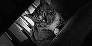 Leo is registered to the contest to win money with this photo: cat, sleeping, black_and_white, indoor, feline, fur, paw, resting, animal, pet, cozy, quiet, peaceful, closeup, portrait, whiskers, cute, calm, domestic_cat, relaxation