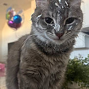 Nala is registered to the contest to win money with this photo: cat, tabby, gray_cat, face, whiskers, fur, kitchen, countertop, balloons, houseplant, indoor, closeup, pet, curious, cream, messy, domestic, animal, feline, home