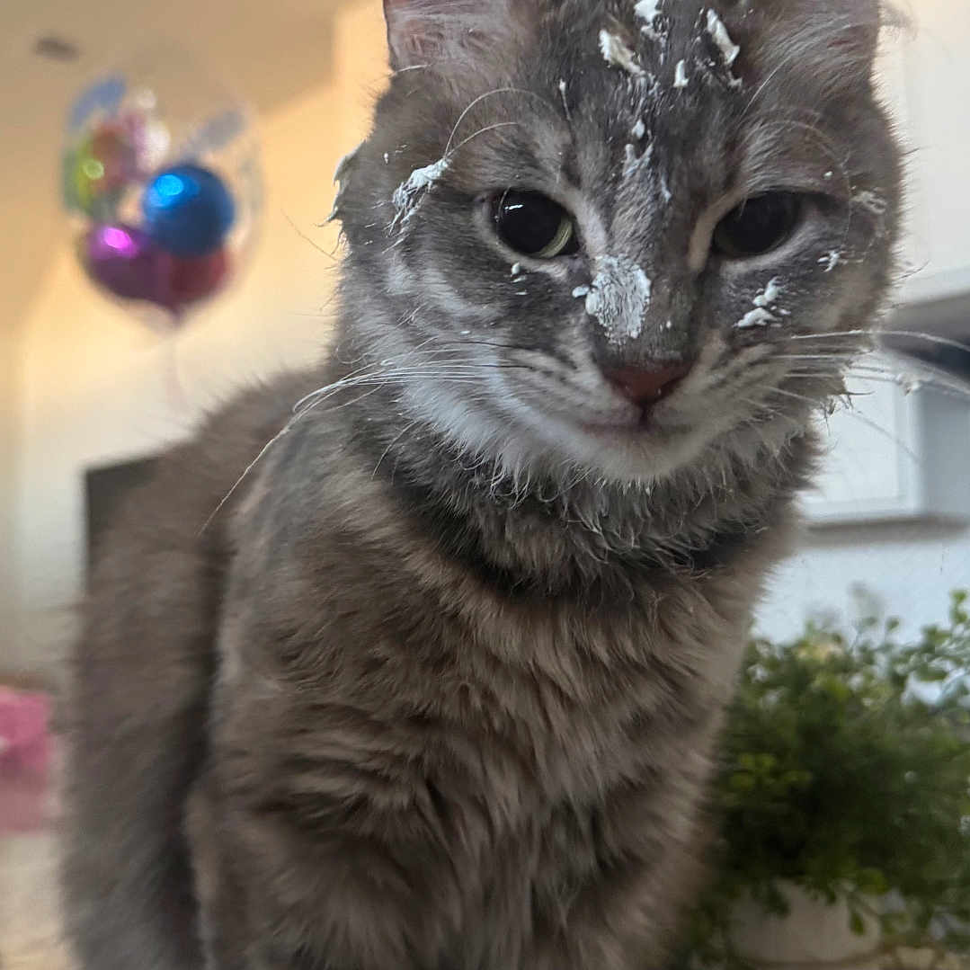 Nala is registered to the contest to win money with this photo: animal, balloons, cat, closeup, countertop, cream, curious, domestic, face, feline, fur, gray_cat, home, houseplant, indoor, kitchen, messy, pet, tabby, whiskers