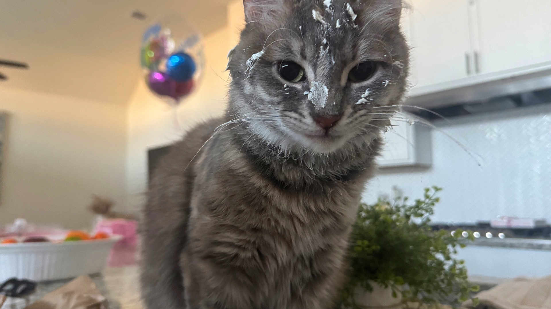 Nala is registered to the contest to win money with this photo: cat, tabby, gray_cat, face, whiskers, fur, kitchen, countertop, balloons, houseplant, indoor, closeup, pet, curious, cream, messy, domestic, animal, feline, home