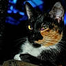 animal, blue_light, calico, cat, close_up, cute, dark_background, domestic_cat, ears, feline, fur, mysterious, nature, pet, portrait, resting, still, watchful, whiskers, yellow_eyes