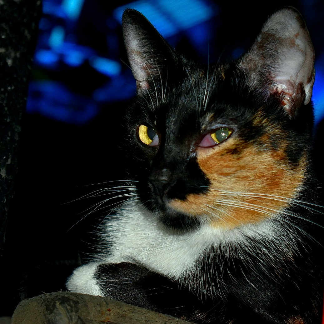 Freyja