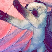 Neige a rejoint le concours — aidez-le/la à gagner de superbes lots ! cat, kitten, siamese, stretching, pink_blanket, sleepy, paw, fur, animal, pet, cute, relaxed, indoor, cozy, soft, resting, whiskers, small, mammal, young