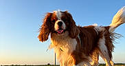 Locky a rejoint le concours — aidez-le/la à gagner de superbes lots ! animal, brown_and_white, canine, cavalier_king_charles_spaniel, daylight, dog, field, fur, grass, happy, hay_bale, nature, outdoor, pet, rural, sky, standing, sunset, tail, tongue