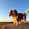 Locky a rejoint le concours — aidez-le/la à gagner de superbes lots ! dog, cavalier_king_charles_spaniel, hay_bale, field, sunset, outdoor, animal, canine, fur, tongue, sky, rural, nature, grass, pet, happy, brown_and_white, tail, standing, daylight