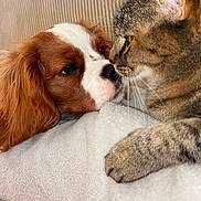 Locky participe au concours pour gagner de l'argent avec cette photo : dog, cat, pet, animal, brown, white, tabby, fur, closeup, blanket, cozy, indoor, resting, cute, friendship, nose_to_nose, companion, soft, relaxed, ears