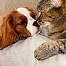 dog, cat, pet, animal, brown, white, tabby, fur, closeup, blanket, cozy, indoor, resting, cute, friendship, nose_to_nose, companion, soft, relaxed, ears
