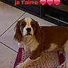 dog, brown_and_white, lying_down, crocheted_mat, tile_floor, indoor, pet, looking_up, heart_emoji, text_overlay, floor, mothers_day, cute_dog, companion, animal, domestic_dog, pet_portrait, canine, love_message, home