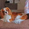 Locky a rejoint le concours — aidez-le/la à gagner de superbes lots ! dog, cavalier_king_charles_spaniel, pet, indoor, cushion, brown, white, orange, floor, tile_floor, relaxed, lying_down, fur, ears, face, curious, home, wall, curtain, electrical_outlet