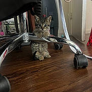 Taco is registered to the contest to win money with this photo: kitten, cat, tabby, indoor, wooden_floor, office_chair, metal, paw, curious, pet, animal, small, young, feline, floor, wheel, furniture, domestic, cute, looking