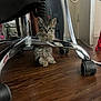 kitten, cat, tabby, indoor, wooden_floor, office_chair, metal, paw, curious, pet, animal, small, young, feline, floor, wheel, furniture, domestic, cute, looking