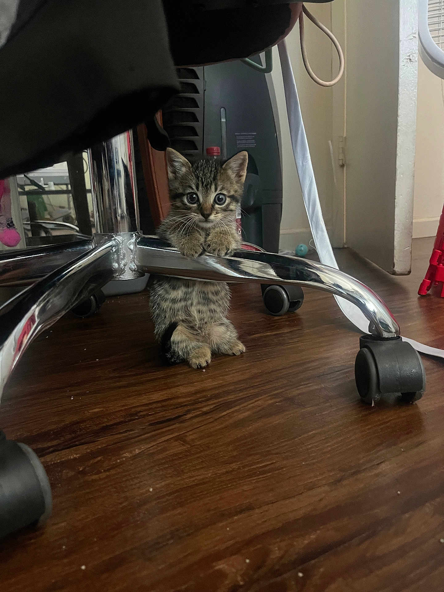 Taco is registered to the contest to win money with this photo: kitten, cat, tabby, indoor, wooden_floor, office_chair, metal, paw, curious, pet, animal, small, young, feline, floor, wheel, furniture, domestic, cute, looking