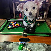 Mr.bigz is registered to the contest to win money with this photo: animal, billiards, black, cute, dog, dog_clothing, furniture, gold_chain, green, household, indoor, leisure, mini_pool_table, pet, playing, pool_balls, small_dog, table, television, white_dog