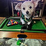 animal, billiards, black, cute, dog, dog_clothing, furniture, gold_chain, green, household, indoor, leisure, mini_pool_table, pet, playing, pool_balls, small_dog, table, television, white_dog