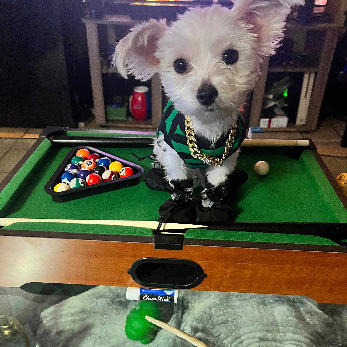 Mr.bigz is registered to the contest to win money with this photo: animal, billiards, black, cute, dog, dog_clothing, furniture, gold_chain, green, household, indoor, leisure, mini_pool_table, pet, playing, pool_balls, small_dog, table, television, white_dog