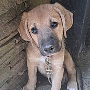 Bella joined the competition — help win amazing prizes! big_eyes, brown_fur, close_up, collar, cute, dirt_floor, dog, ears, leash, looking_up, metal_clip, nose, outdoor, paw, portrait, puppy, puppy_face, sitting, stone_wall, water_bowl
