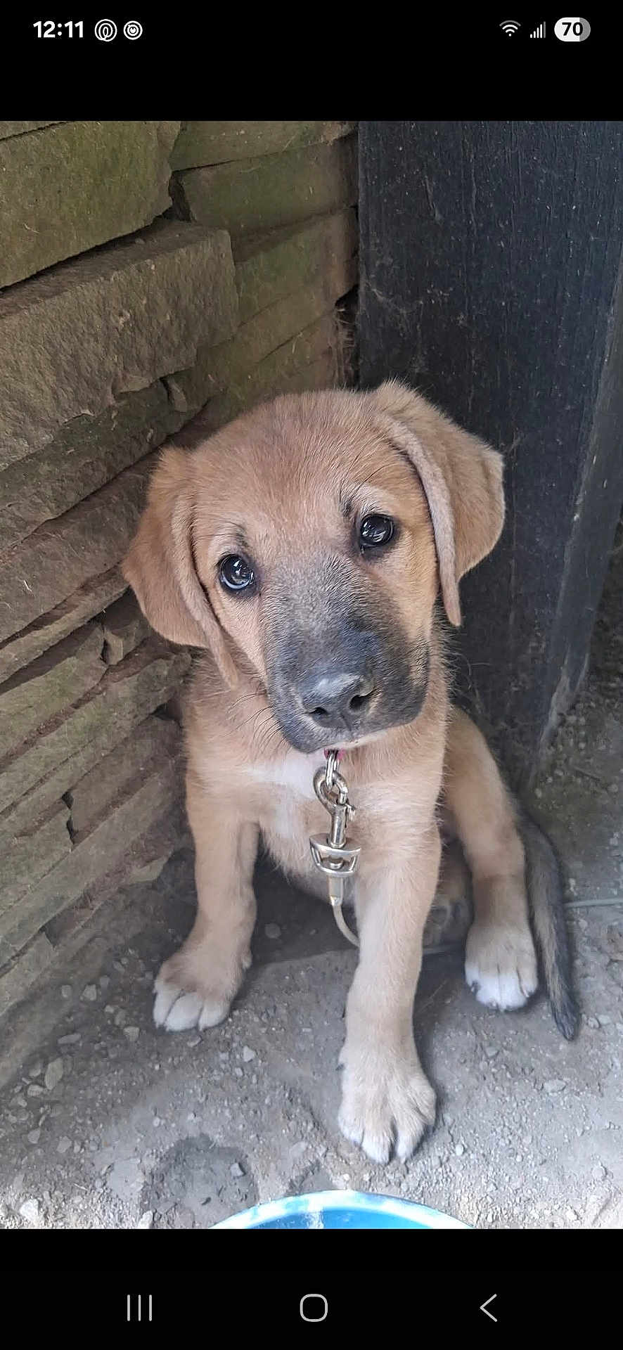 Bella joined the competition — help win amazing prizes! big_eyes, brown_fur, close_up, collar, cute, dirt_floor, dog, ears, leash, looking_up, metal_clip, nose, outdoor, paw, portrait, puppy, puppy_face, sitting, stone_wall, water_bowl