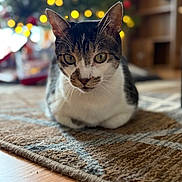 Dusty joined the competition — help win amazing prizes! cat, tabby_cat, indoor, rug, floor, bokeh, christmas_tree, lights, holiday, pet, animal, feline, closeup, cute, cozy, home, relaxed, whiskers, ears, fur