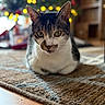 cat, tabby_cat, indoor, rug, floor, bokeh, christmas_tree, lights, holiday, pet, animal, feline, closeup, cute, cozy, home, relaxed, whiskers, ears, fur