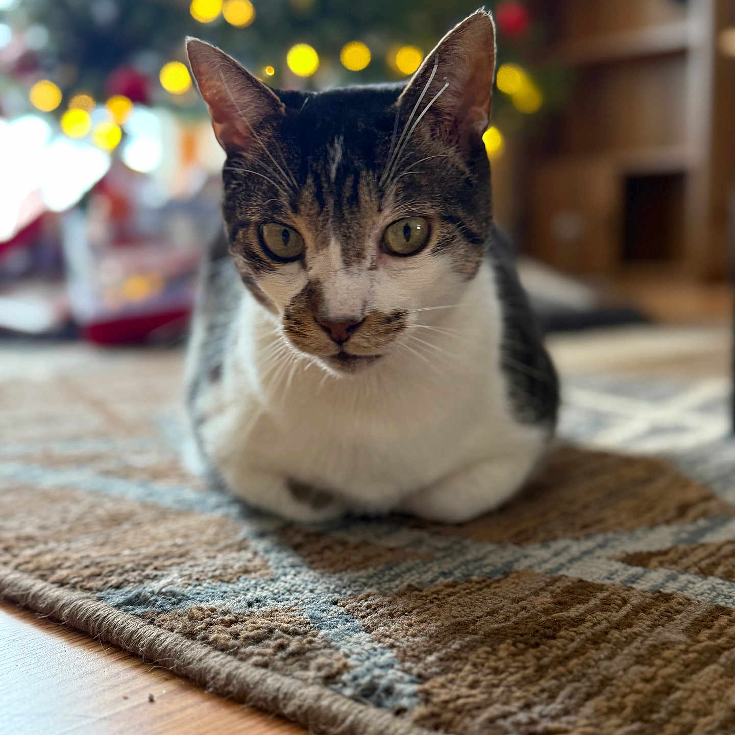 Dusty joined the competition — help win amazing prizes! cat, tabby_cat, indoor, rug, floor, bokeh, christmas_tree, lights, holiday, pet, animal, feline, closeup, cute, cozy, home, relaxed, whiskers, ears, fur