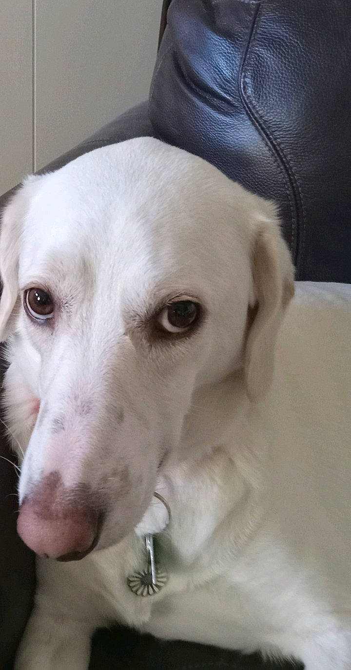 Daisy joined the competition — help win amazing prizes! canidae, carnivore, companion_dog, dog, dog_breed, ear, fur, hat, no_expression, non_sporting_group, sporting_group, whiskers, working_animal