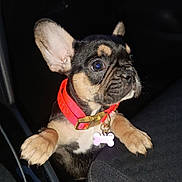 Ariel a rejoint le concours — aidez-le/la à gagner de superbes lots ! animal, black_and_tan, car_interior, car_seat, collar, companion, curious, cute, dog, dog_tag, ears, french_bulldog, indoor, pet, pet_accessory, puppy, seat, small_dog, vehicle, young_dog