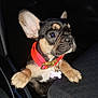 animal, black_and_tan, car_interior, car_seat, collar, companion, curious, cute, dog, dog_tag, ears, french_bulldog, indoor, pet, pet_accessory, puppy, seat, small_dog, vehicle, young_dog