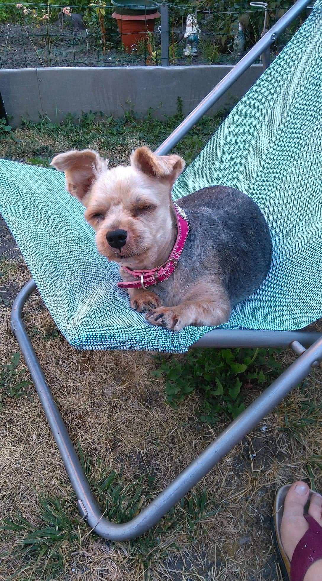 Kitty participe au concours pour gagner de l'argent avec cette photo : american_pit_bull_terrier, canidae, carnivore, companion_dog, dog, dog_breed, fawn, grass, leash, mammal, non_sporting_group, pit_bull, puppy, rare_breed_dog, snout