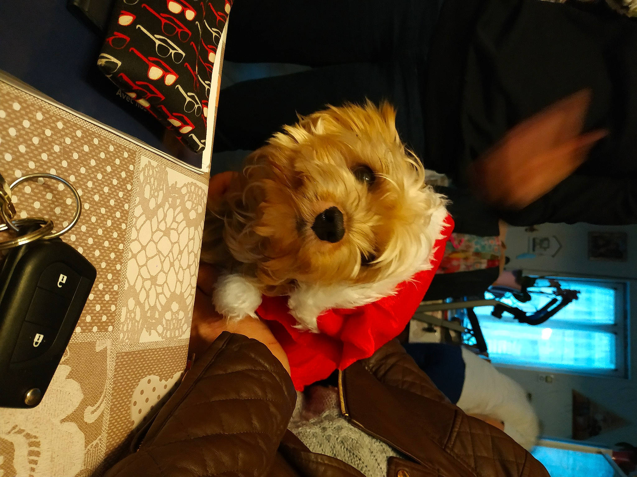Kitty a rejoint le concours — aidez-le/la à gagner de superbes lots ! canidae, fur, morkie, teddy_bear, toy, yorkshire_terrier