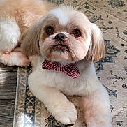 Bentley is registered to the contest to win money with this photo: dog, bow_tie, pet, fluffy, small_dog, indoor, carpet, looking_up, cute, brown_and_white, fur, animal, companion, domestic_animal, adorable, resting, laying_down, close_up, portrait, paw