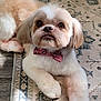 dog, bow_tie, pet, fluffy, small_dog, indoor, carpet, looking_up, cute, brown_and_white, fur, animal, companion, domestic_animal, adorable, resting, laying_down, close_up, portrait, paw
