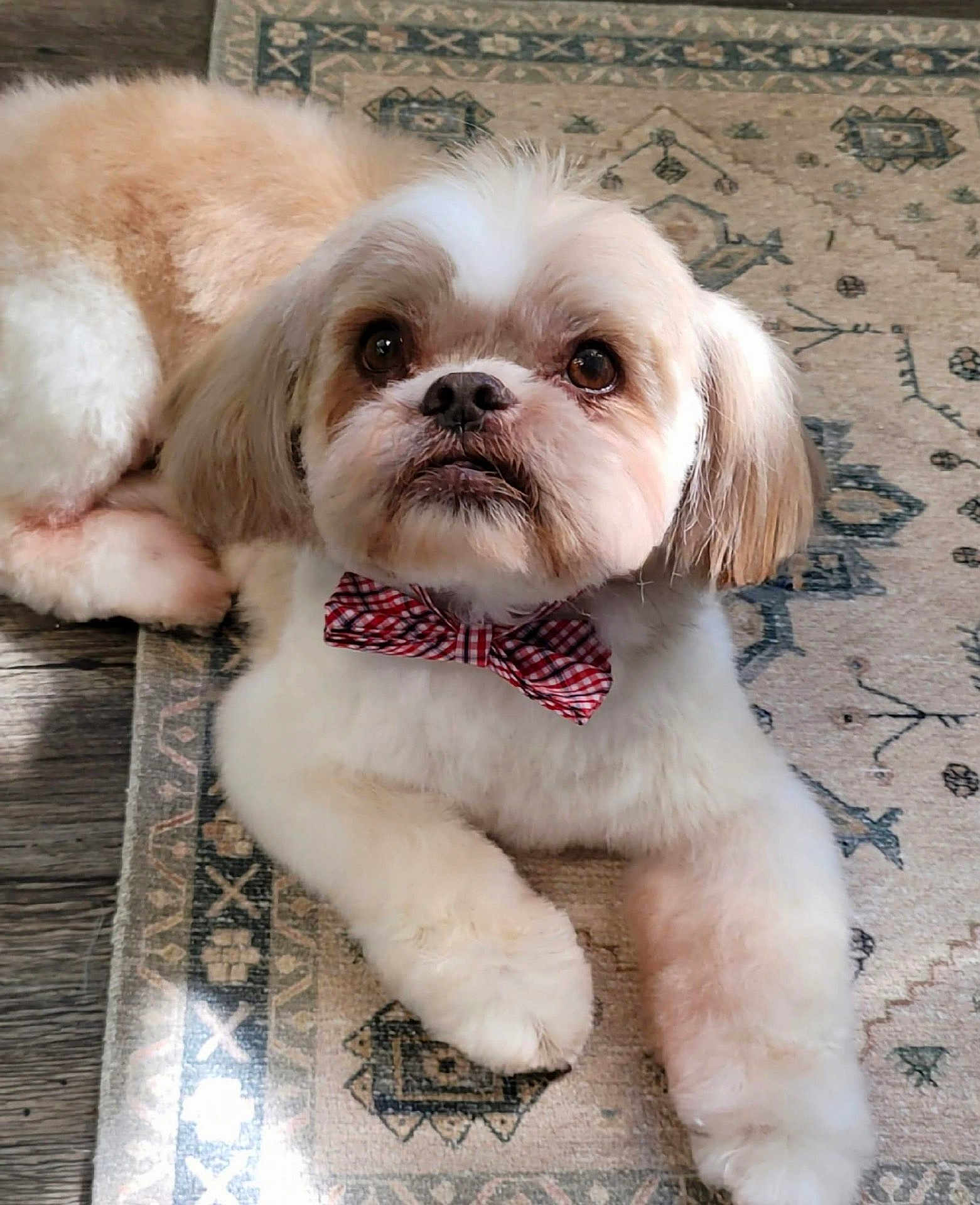 Bentley is registered to the contest to win money with this photo: dog, bow_tie, pet, fluffy, small_dog, indoor, carpet, looking_up, cute, brown_and_white, fur, animal, companion, domestic_animal, adorable, resting, laying_down, close_up, portrait, paw