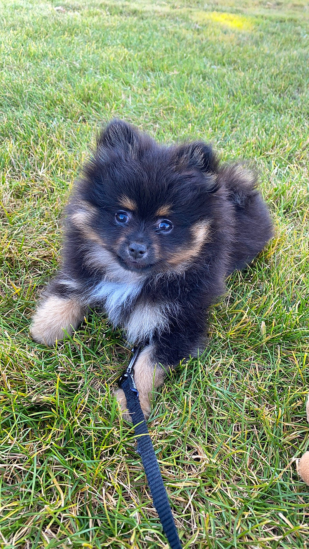 Soko participe au concours pour gagner de l'argent avec cette photo : canidae, carnivore, companion_dog, dog, dog_breed, fawn, fur, grass, non_sporting_group, primate, sporting_group, terrestrial_animal, wildlife, working_animal