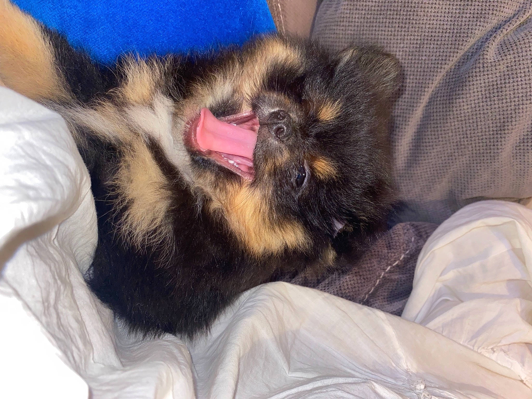 Soko participe au concours pour gagner de l'argent avec cette photo : beard, black_cat, carnivore, cat, claw, comfort, companion_dog, dog_breed, domestic_short_haired_cat, ear, felidae, foot, fur, human_leg, lap, paw, small_to_medium_sized_cats, snout, sporting_group, whiskers