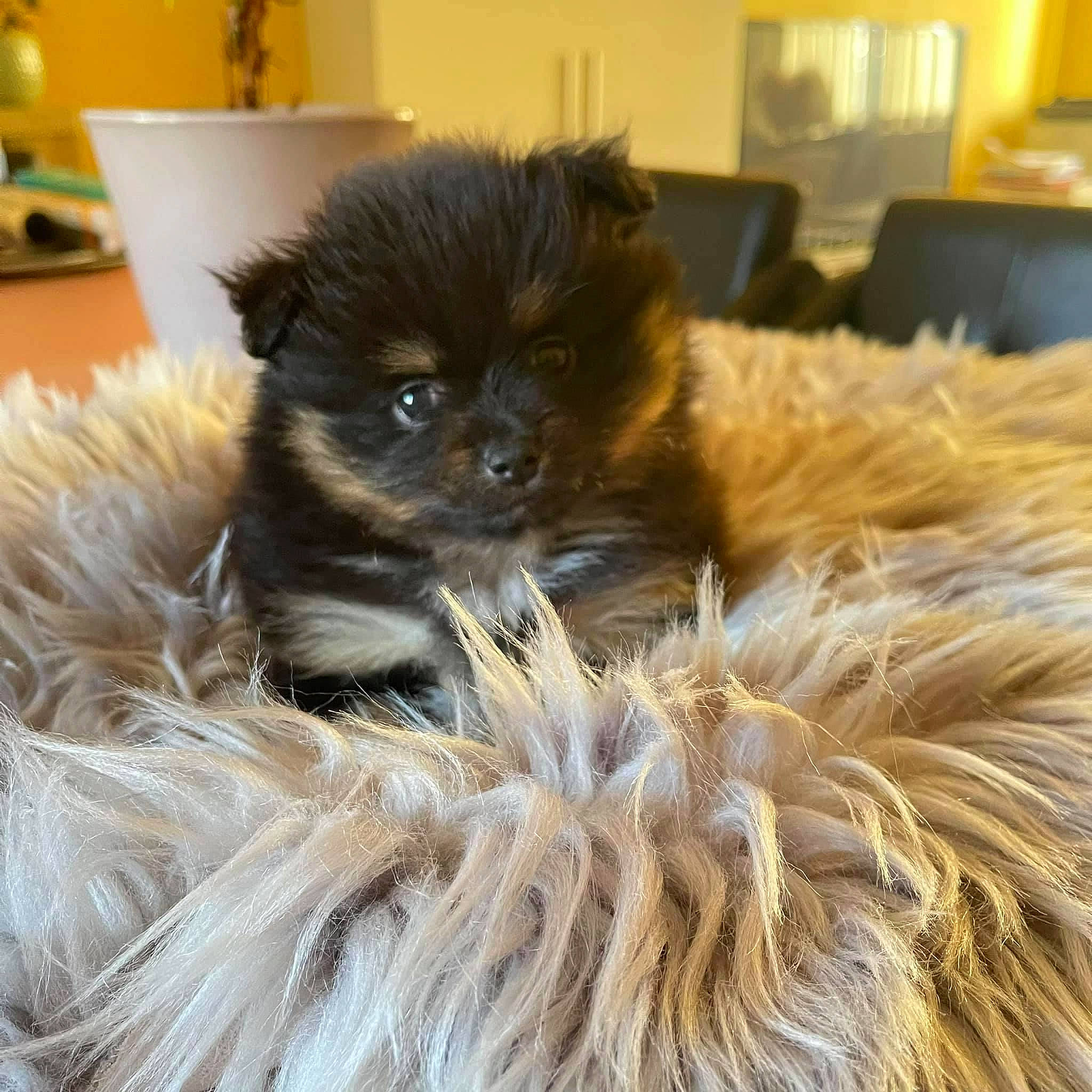 Soko participe au concours pour gagner de l'argent avec cette photo : canidae, carnivore, companion_dog, dog_breed, fawn, feather, felidae, fur, houseplant, liver, natural_material, small_to_medium_sized_cats, snout, sporting_group, tail, terrestrial_animal, toy_dog, whiskers, working_animal, yellow