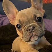 Jolie Beau Coo joined the competition — help win amazing prizes! dog, french_bulldog, puppy, pet, portrait, close_up, face, ears, eyes, wrinkles, nose, paw, lying_down, blanket, bed, indoor, home, cozy, brown, cream
