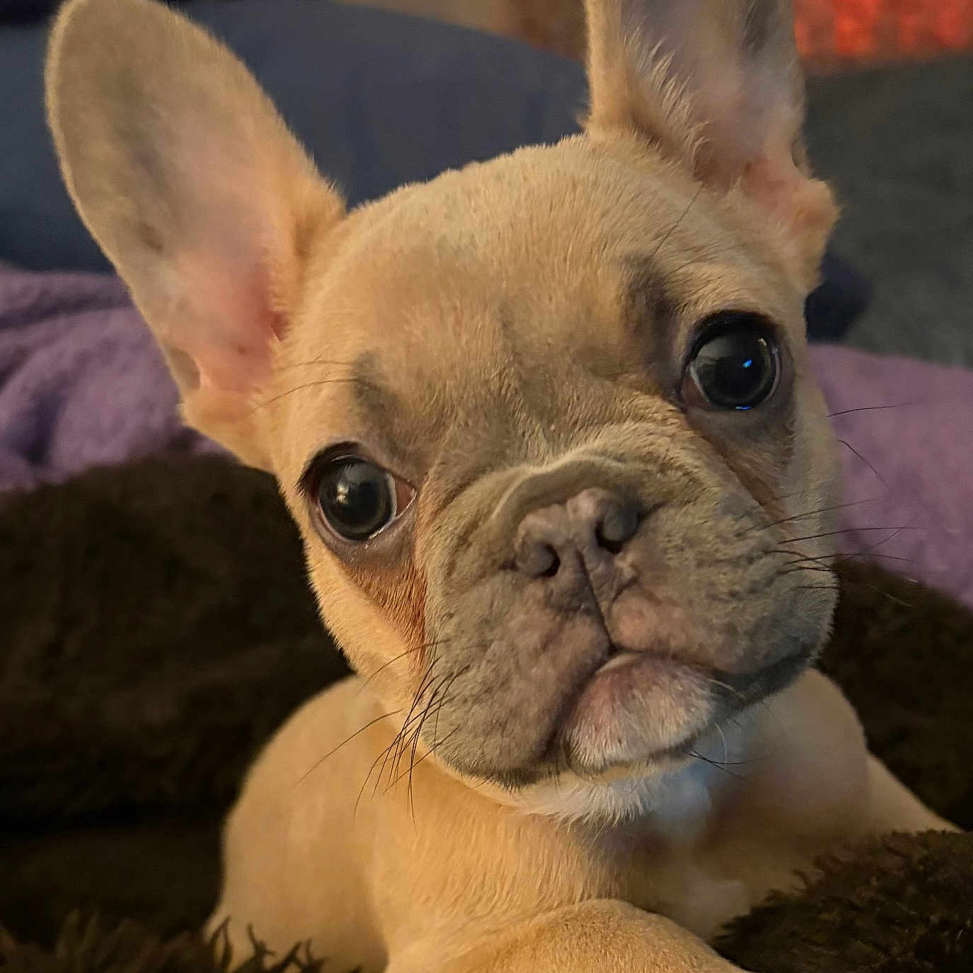 Jolie Beau Coo joined the competition — help win amazing prizes! dog, french_bulldog, puppy, pet, portrait, close_up, face, ears, eyes, wrinkles, nose, paw, lying_down, blanket, bed, indoor, home, cozy, brown, cream
