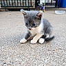 Triplets is registered to the contest to win money with this photo: animal, background, blue_eyes, cat, concrete, cute, ears, fluffy, furniture, gray_and_white, indoors, kitten, patio, paws, pet, photography, sitting, tail, toy, whiskers