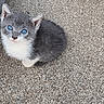 Triplets joined the competition — help win amazing prizes! animal, blue_eyes, cat, close_up, concrete, cute, ears, fluffy, gravel, gray_fur, ground, kitten, looking_at_camera, outdoor, paws, pet, portrait, sitting, whiskers, white_fur