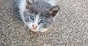 Triplets is registered to the contest to win money with this photo: adorable, animal, blue_eyes, carnivore, carpet, cat, close_up, cuddly, curious, ears, feline, fluffy, gray_cat, indoor, kitten, pet, pink_nose, portrait, whiskers, white_fur