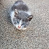 adorable, animal, blue_eyes, carnivore, carpet, cat, close_up, cuddly, curious, ears, feline, fluffy, gray_cat, indoor, kitten, pet, pink_nose, portrait, whiskers, white_fur