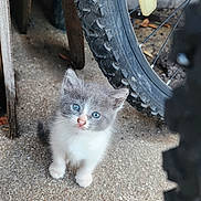 Triplets is registered to the contest to win money with this photo: animal_portrait, bicycle, bicycle_wheel, blue_eyes, cat, close_up, concrete, ears, fluffy, fur, garage, gray_cat, ground, kitten, outdoor, paws, standing, tire, whiskers, white_chest
